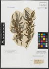 Foto von Salix alba L.